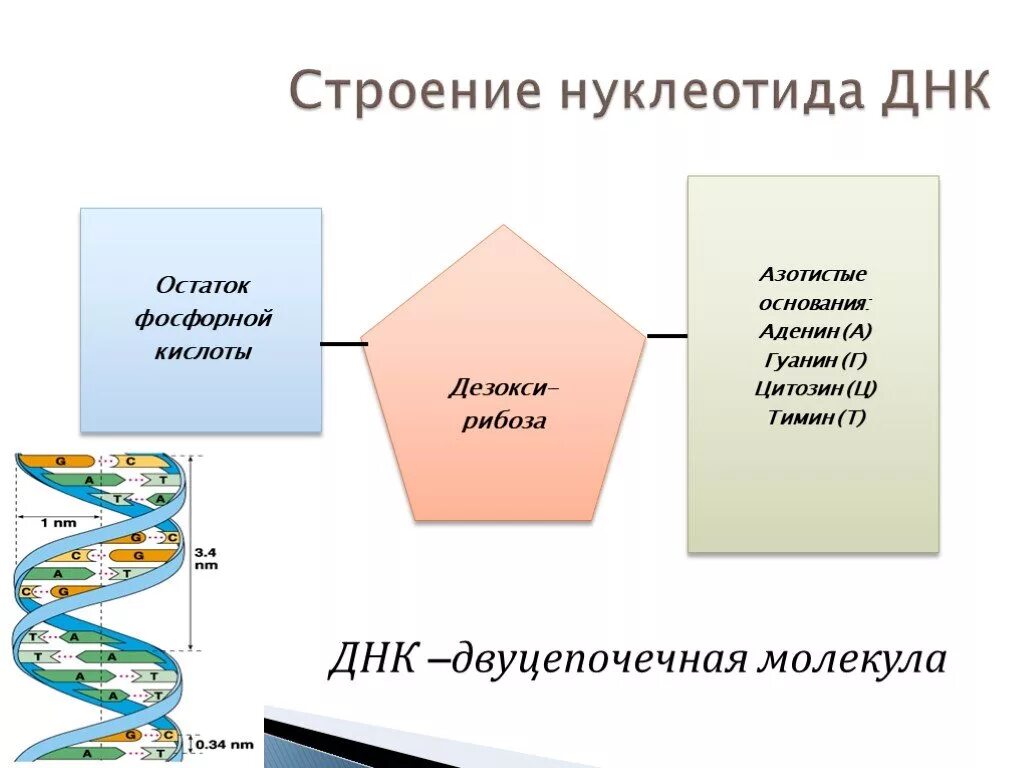 Днк содержит остаток