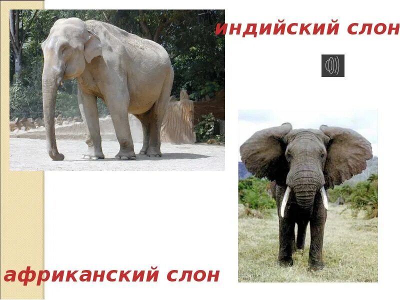 Где живет слон. Презентация африканские слоны. Где живут слоны 1 класс окружающий мир. Презентация Африканский слон. Где обитает слон материк
