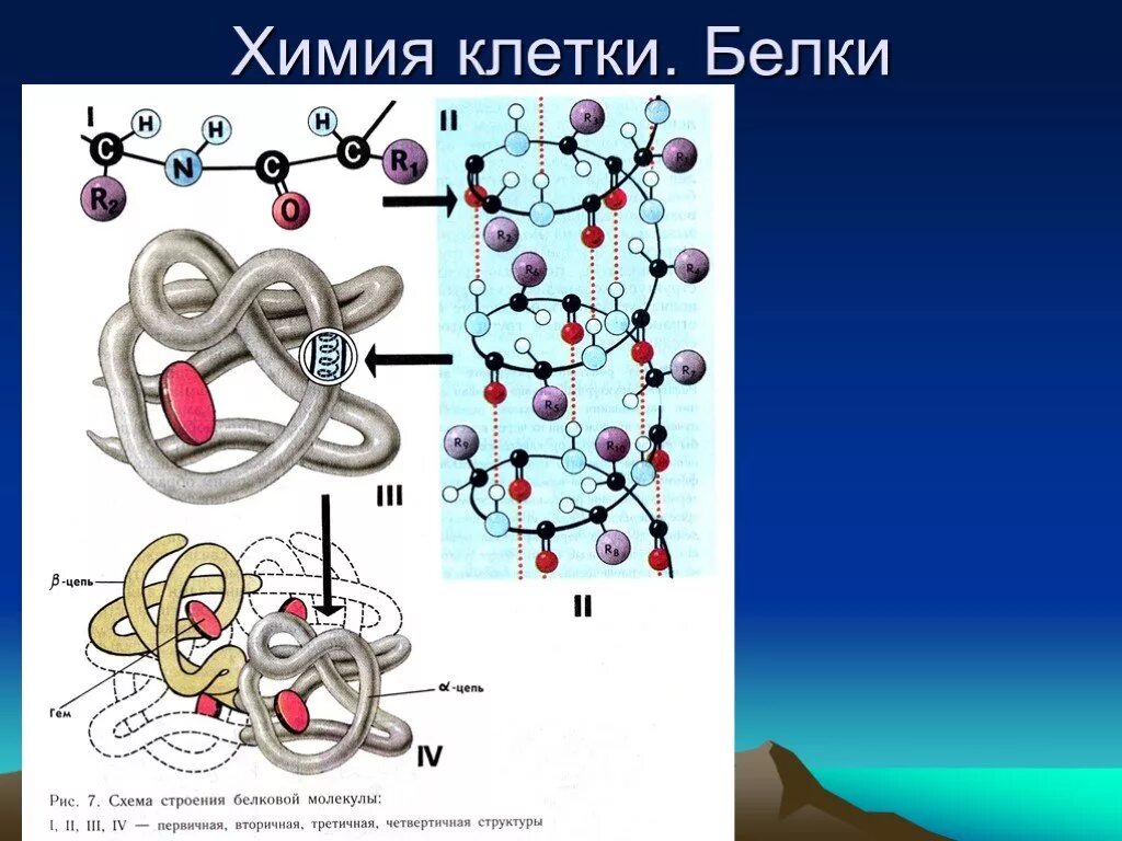 Структуры белка растительной клетки. Структура белка в организме человека. Белки образующиеся соединения