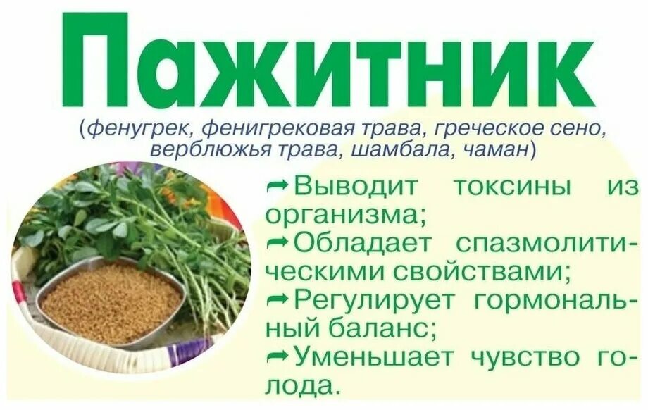 семена пажитника. семена пажитника растение. пожитник или пажитник что это такое. шамбала. чаман пажитник семена.