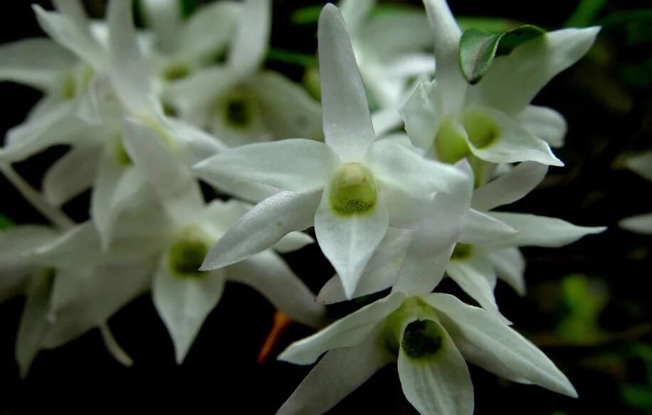 Дендробиум монилиформе. Орхидея dendrobium moniliforme. дендробиум монилиформе куренай. японский дендробиум.