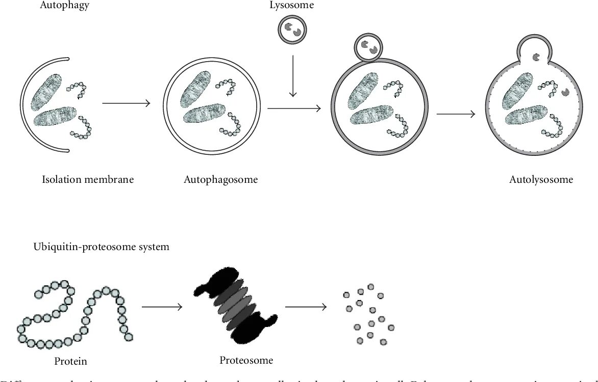 Аутофагия это простыми словами. Аутофагия. Голодание аутофагия. Автофагия клетки. Аутофагия лизосом.
