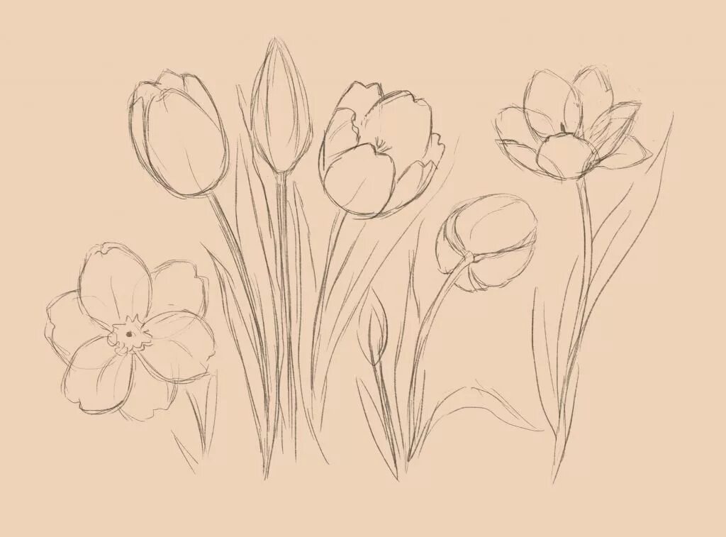 Букет карандашом легко. Цветы карандашом. Тюльпаны рисунок. Тюльпаны рисунок карандашом. Рисунки карадашомцветы.