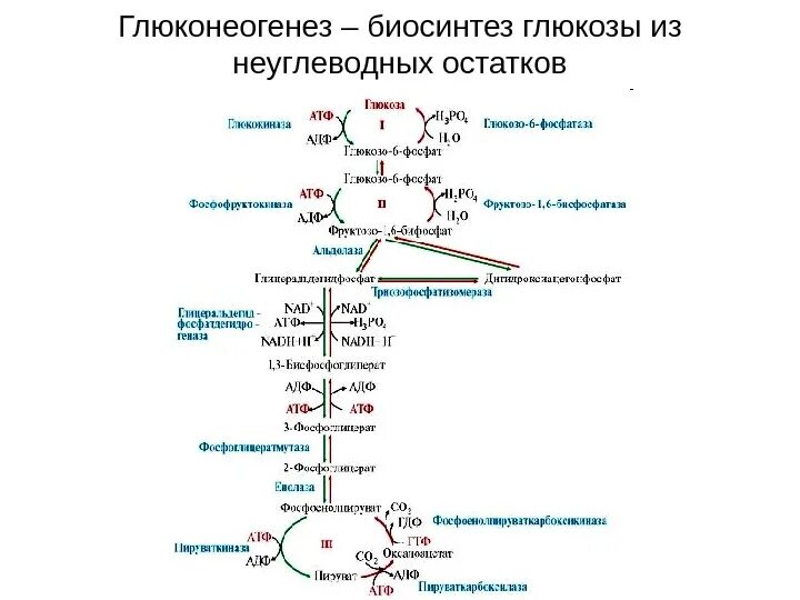 Синтез глюкозы происходит в. Схема глюконеогенеза биохимия. схема процесса глюконеогенеза биохимия. схема реакций глюконеогенеза. синтез глюкозы( глюконеогенез ) из лактата.