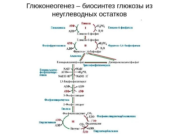 Биосинтез крови. Схема глюконеогенеза биохимия. Схема процесса глюконеогенеза биохимия. Схема реакций глюконеогенеза. Глюконеогенез схема с ферментами.