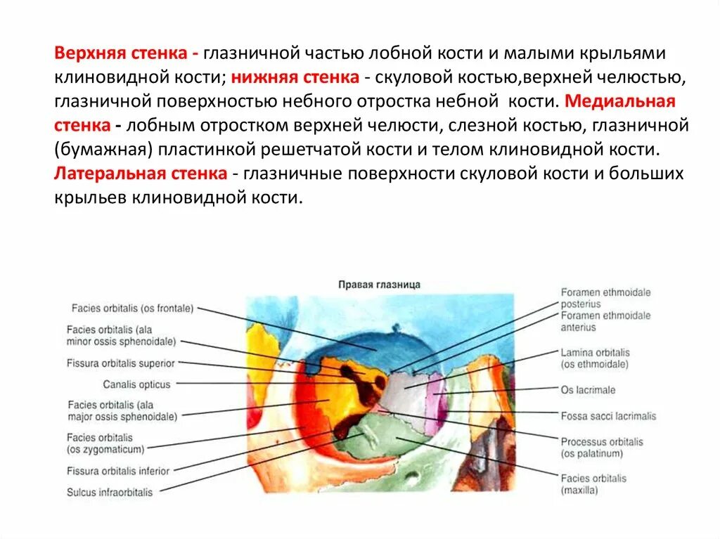 Сообщения глазницы. Таблица кости черепа образующие стенки глазницы. Верхняя стенка глазницы анатомия. Латеральная стенка глазницы анатомия. Нижняя глазничная щель кт.