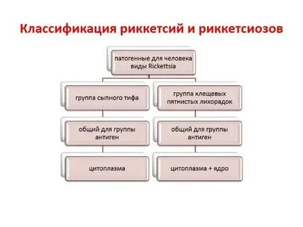 Систематика риккетсий