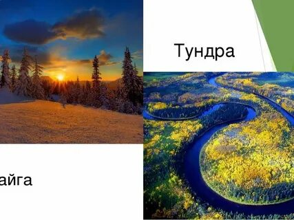 Слово тундра и тайга