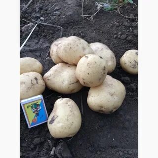 Картофель ривьера отзывы