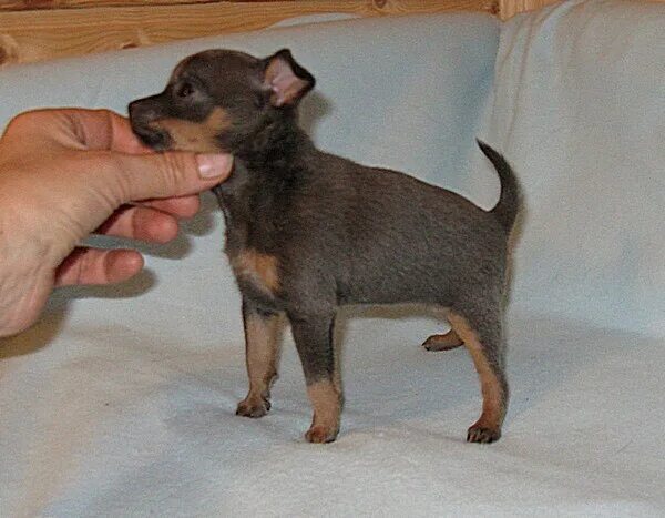 Карликовый той терьер. Мини той терьер размеры. Русский той терьер размеры. Щенки мини той терьера. Щенки той терьера размер.