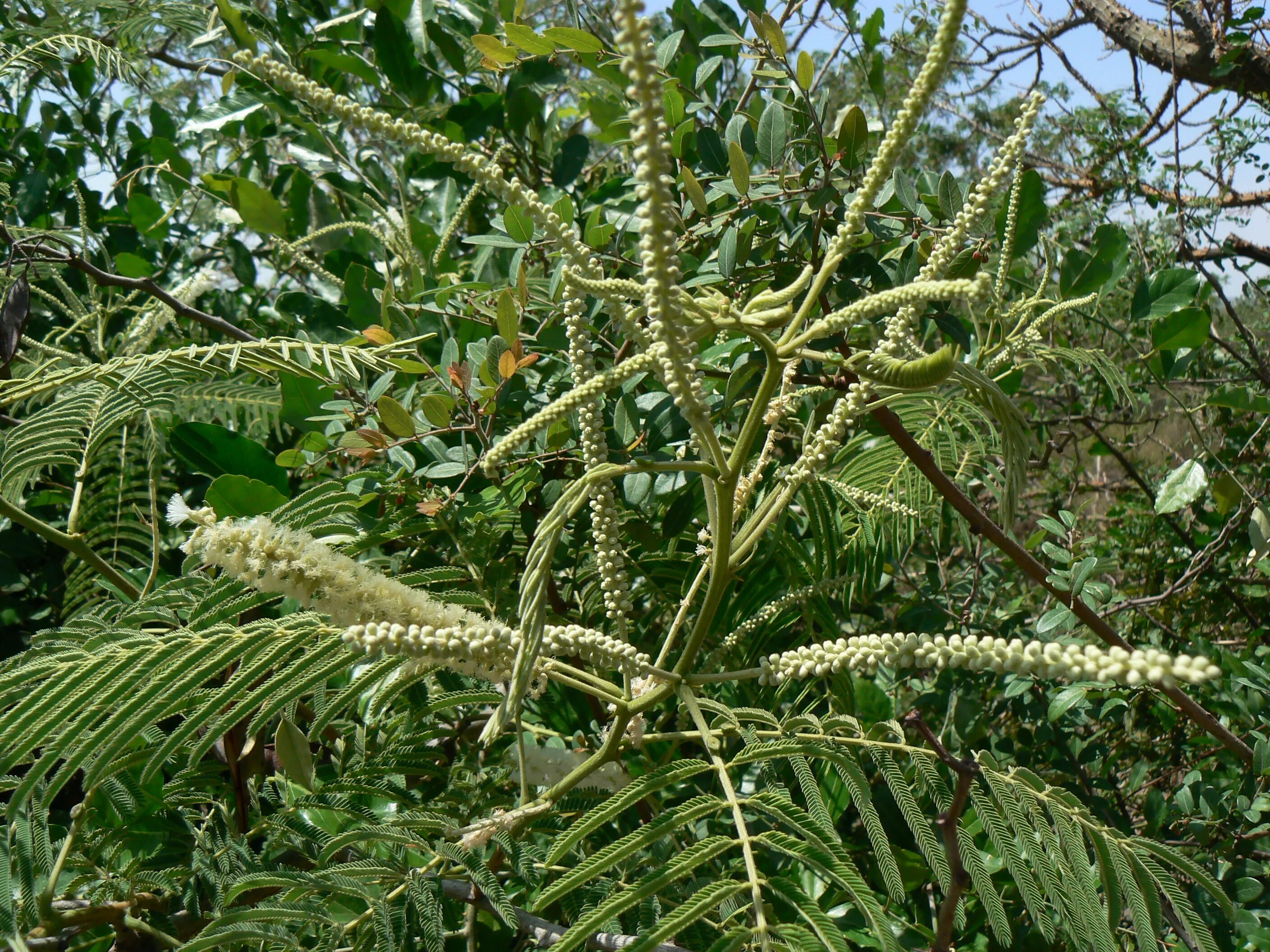 Черный катеху (acacia catechu). Acacia melanoxylon. Акация катеху. Черный катеху (acacia catechu). Экстракт акации катеху.