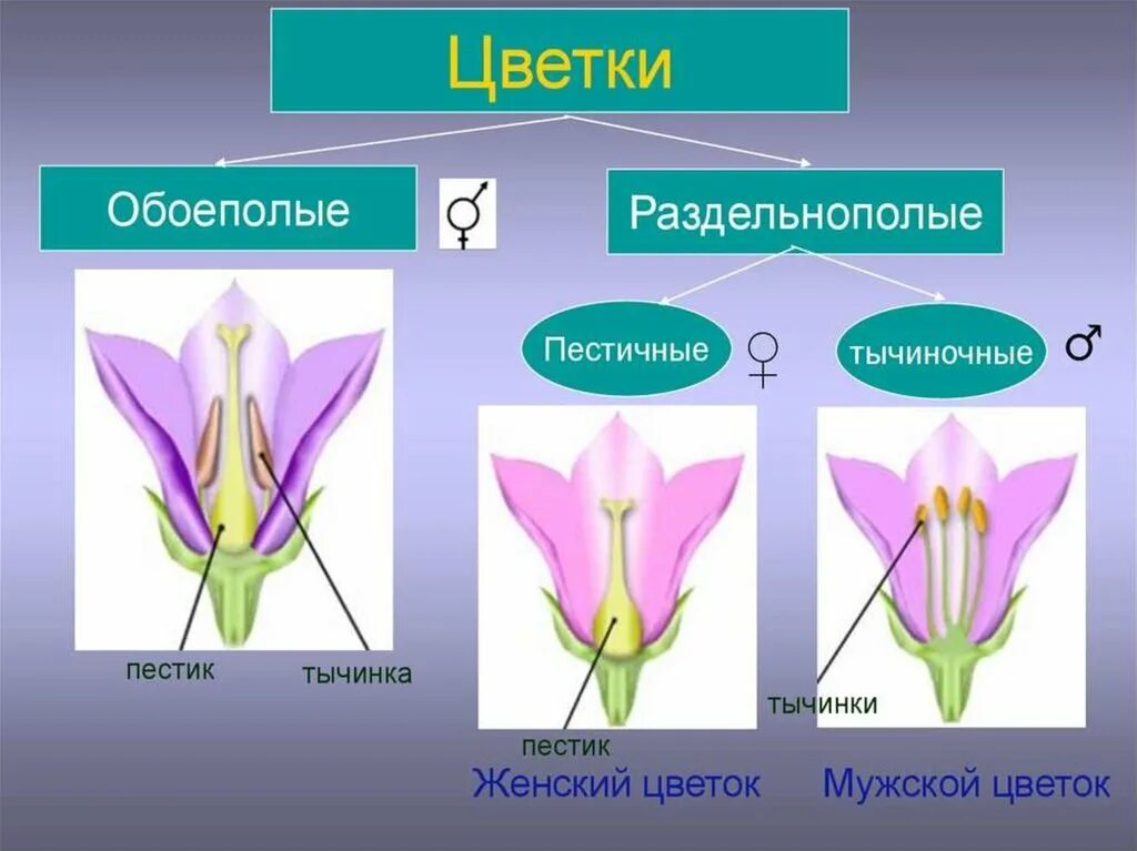 Строение разнообразие цветов