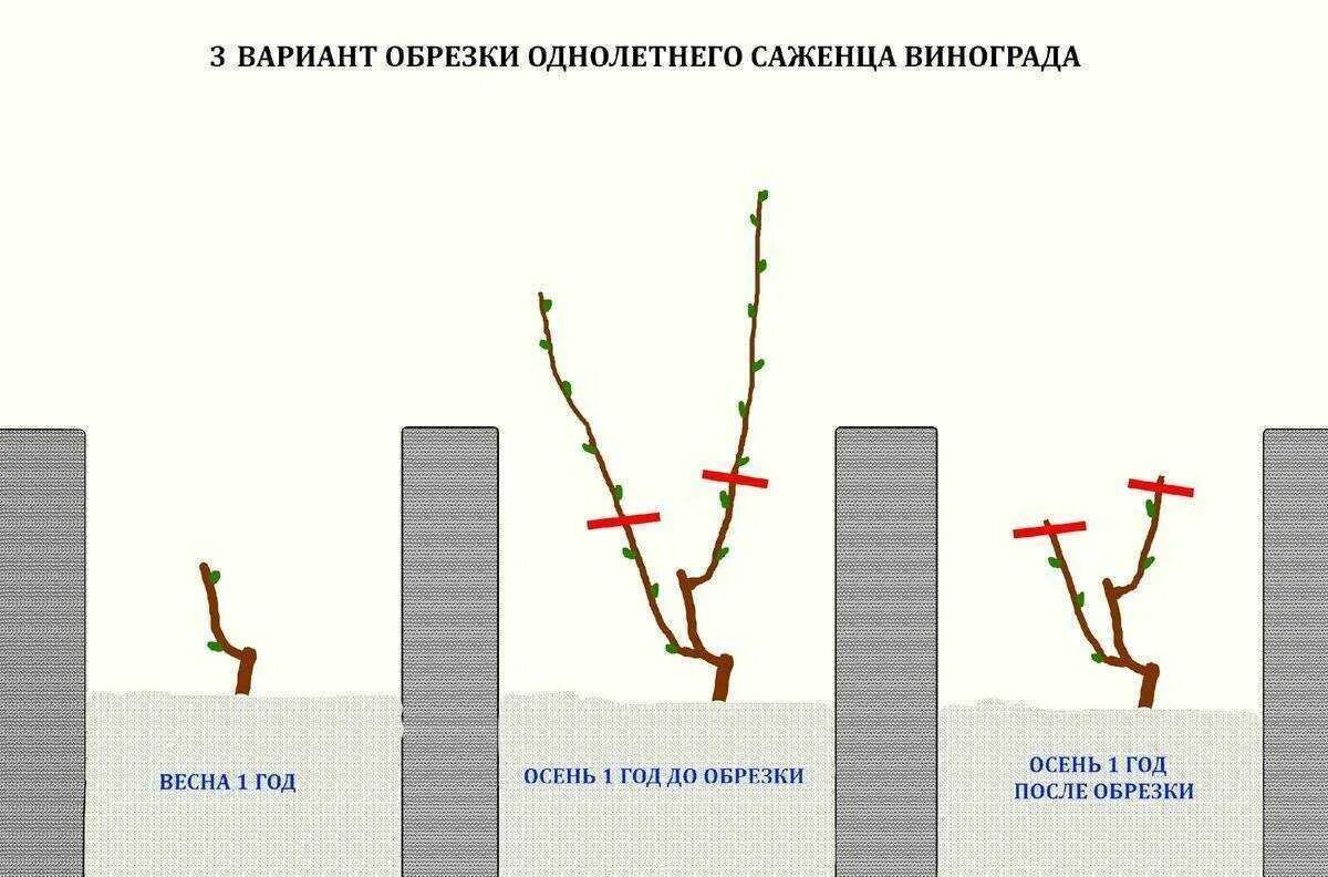 Как обрезать виноград весной фото. Схема правильной обрезки винограда. Обрезка однолетнего винограда. Схема обрезки винограда весной. Схема подрезки винограда.