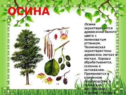 Осина сколько