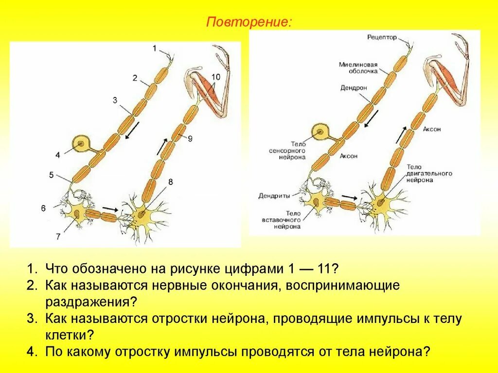 Отростки вставочного нейрона. Как называются нервные окончания. Рецепторные нервные окончания с обозначениями. Как называются отростки нейрона проводящие импульсы к телу.