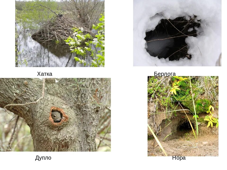 Берлога зайца. Дупла, Норы, берлоги, логова..