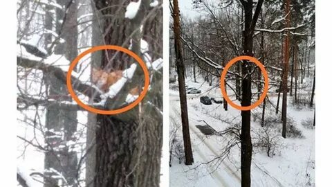 Что делать если застрял на дереве