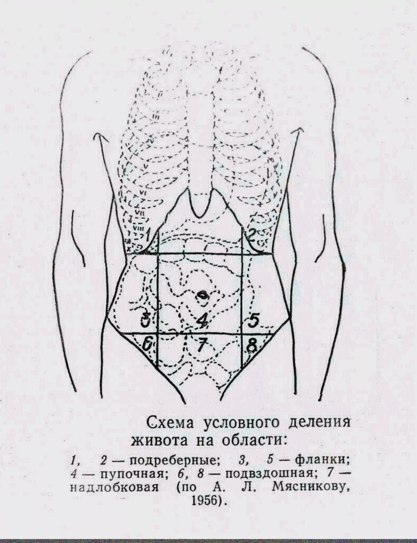 Определите области живота. Проекция органов брюшной полости на переднюю. Топографические линии живота схема. Области живота схема проекция органов. Схема условного деления живота на области.