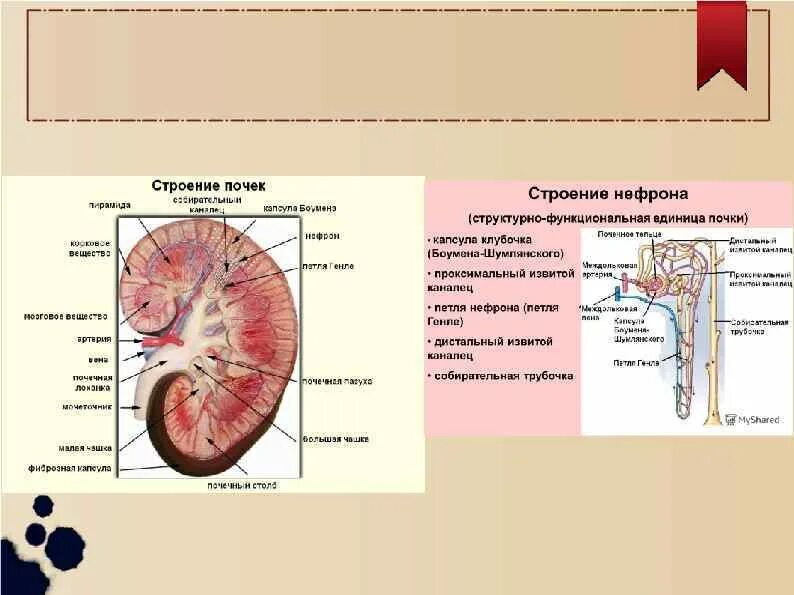 Почках и в головном мозге. Строение почки собирательная трубочка. Почечная лоханка строение анатомия. Почечная пазуха и почечная лоханка. Петля Генле, извитой каналец, почечная капсула.