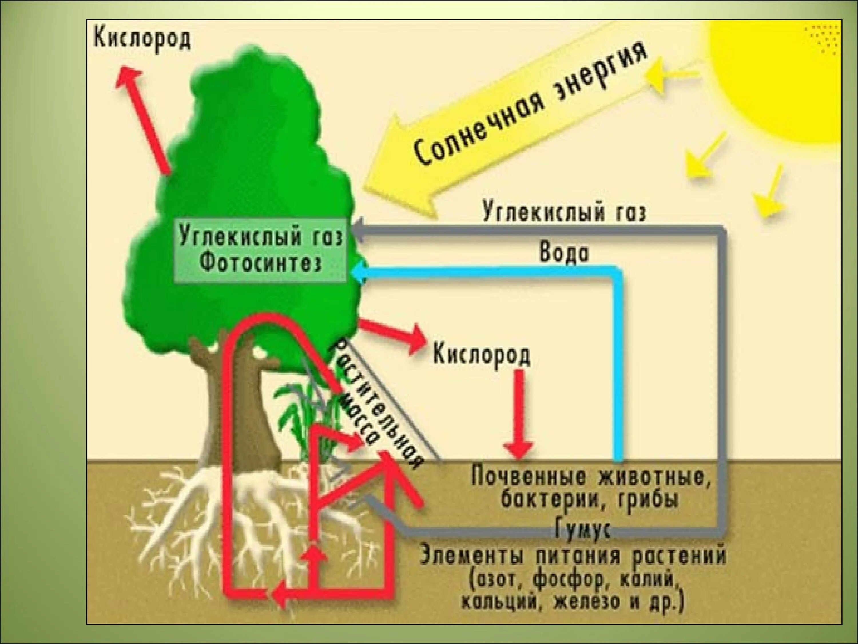 Растения в биосфере. Роль растений в биосфере и жизни человека. Биосферная роль растений. Значение растений в биосфере. Схема фотосинтеза в природе