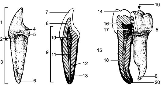 Строение зуба. Строение зуба человека. Строение зуба рисунок. Строение зуба человека схема.