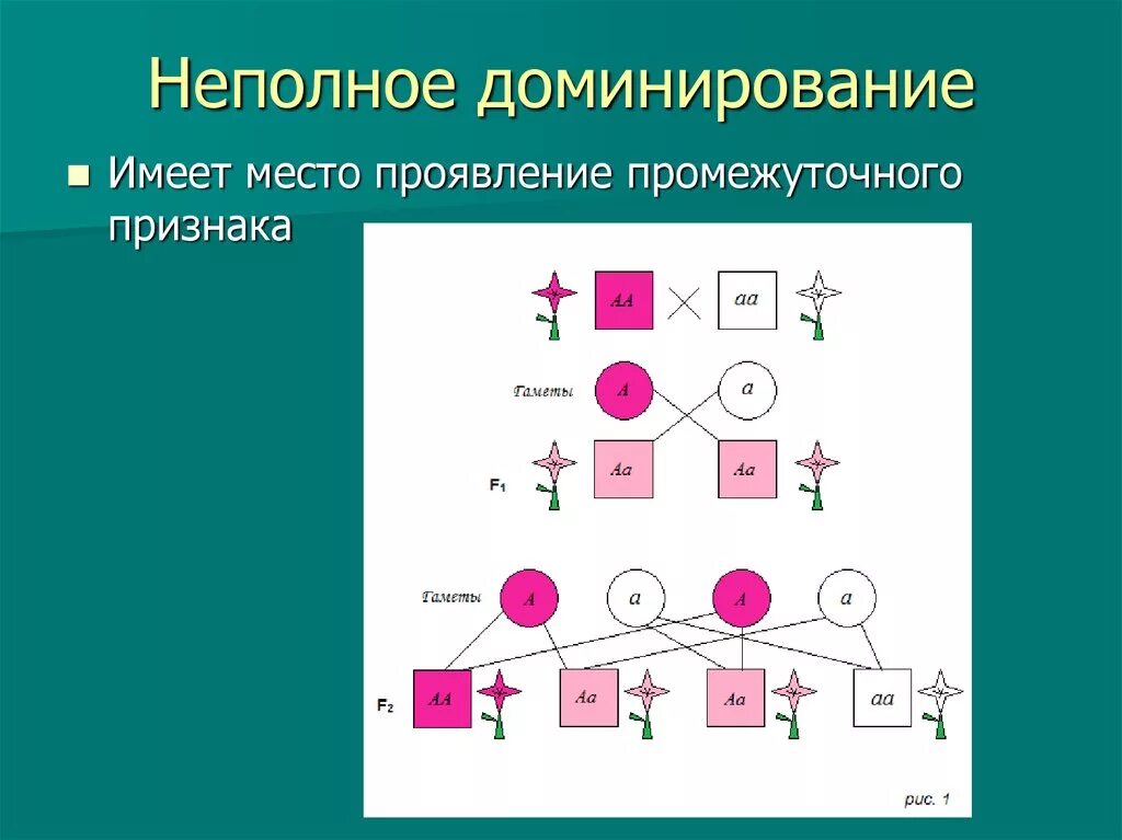 Принцип неполного доминирования. Промежуточный характер наследования неполное доминирование. Неполное доминирование. Неполное доминирование признака. Неполное доминирование схема.