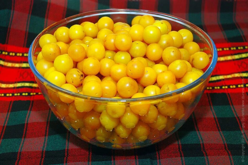 Можно ли сушить алычу