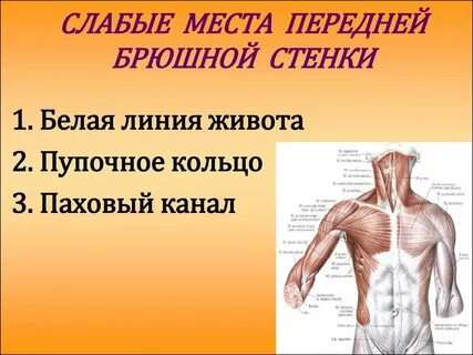 На конце туловища