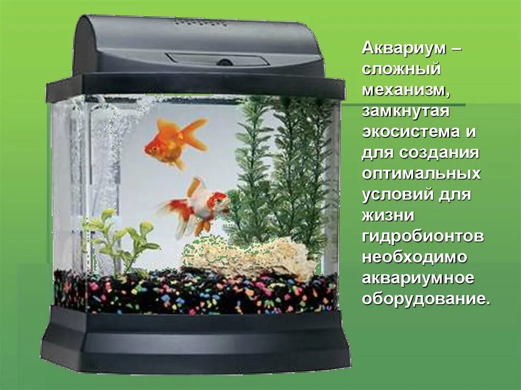 Экосистема аквариума. Аквариум замкнутая экосистема. Аквариум с закрытой экосистемой. Закрытый аквариум с рыбками.