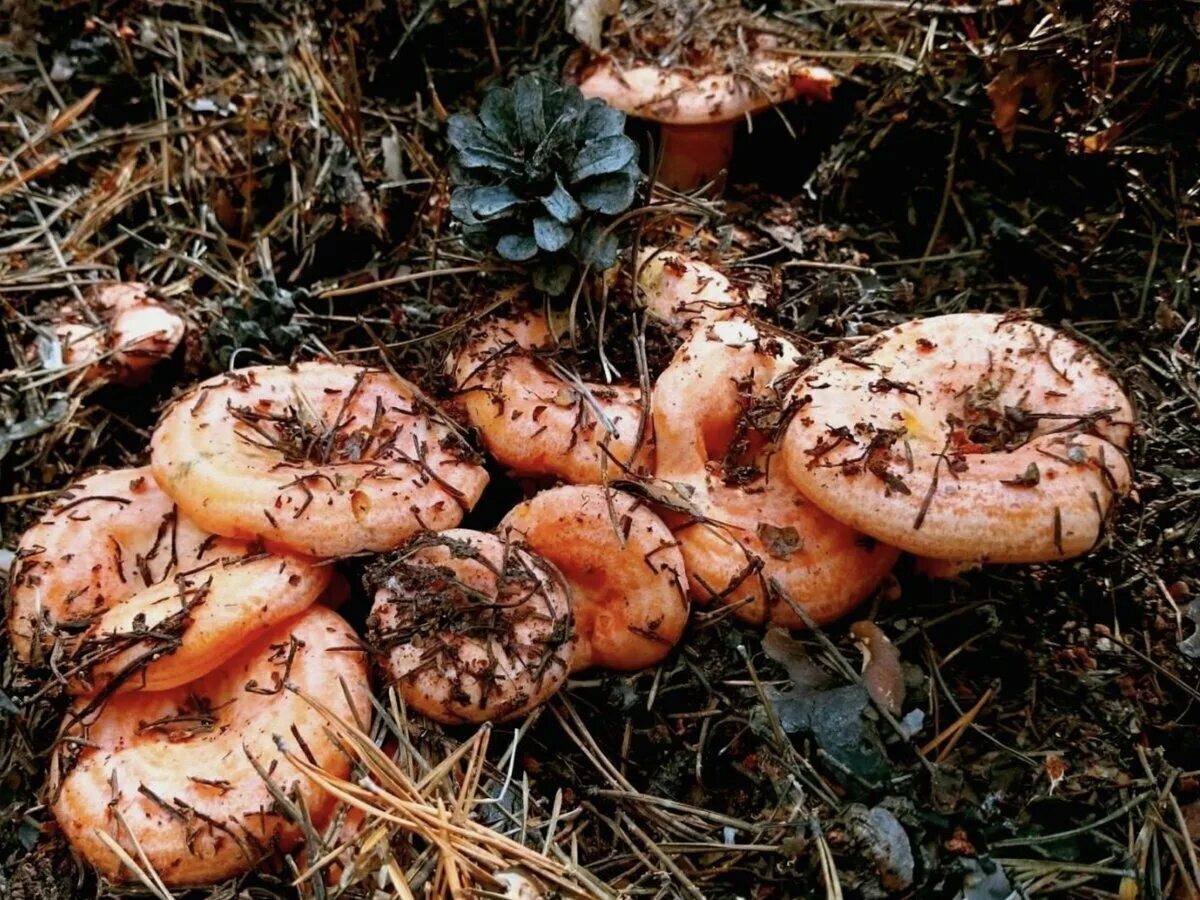 Рыжик Сосновый/Боровой (Lactarius deliciosus);. Рыжик Боровой Сосновый. Млечник Рыжик гриб. Грибы в лесу рыжики.