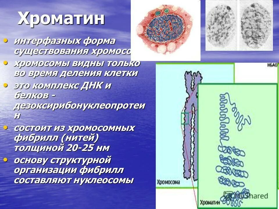 Какую функцию выполняет хроматин. Какую функцию выполняет хроматин. Какую функцию выполняет хроматин. Какую функцию выполняет хроматин. Какую функцию выполняет хроматин.