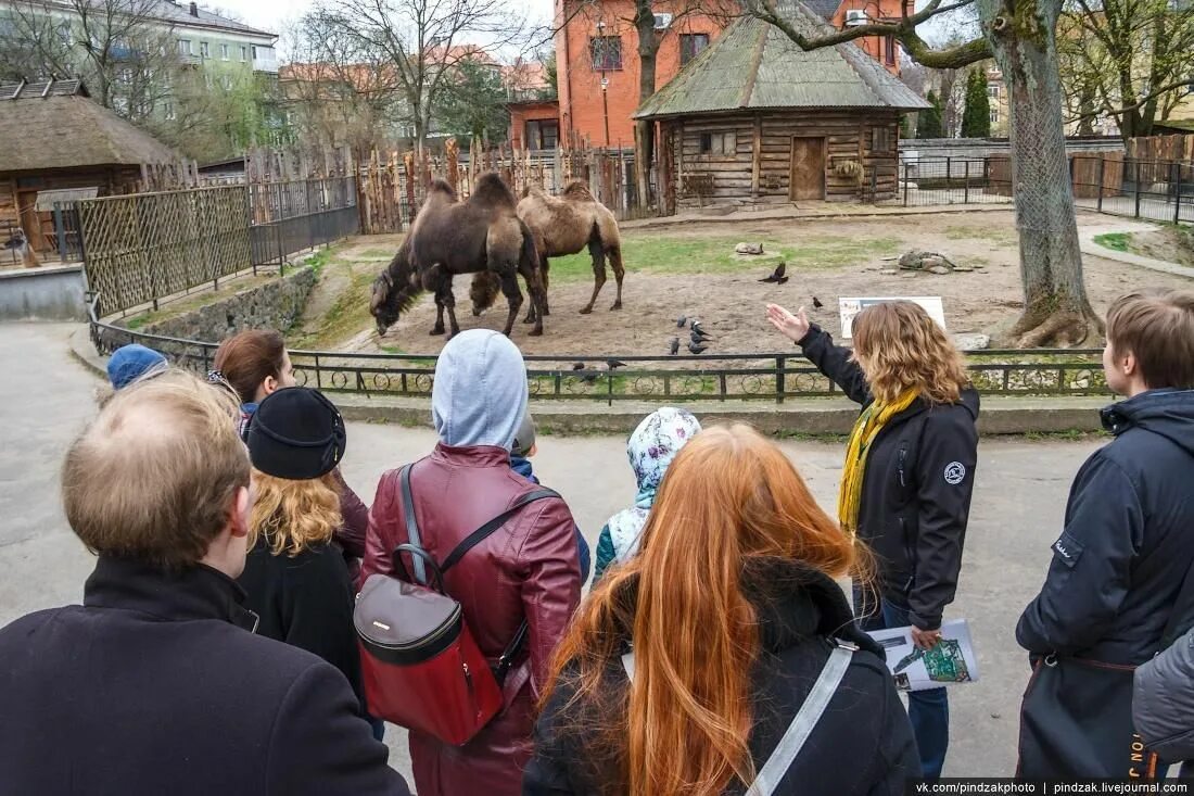 Прогулка в зоопарке. Экскурсия зоопарк Калининград. Директор Калининградского зоопарка. Зоопарк Калининград администрация. Экскурсовод в зоопарке.