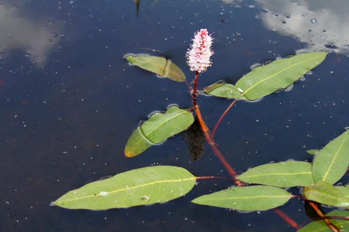 Какие растения перемещаются. Горец Земноводный (Persicaria). Polygonum amphibium – Горец Земноводный. Горец Земноводный (Persicaria Amphibia). Горец Земноводный - Polygonum amphibium l.