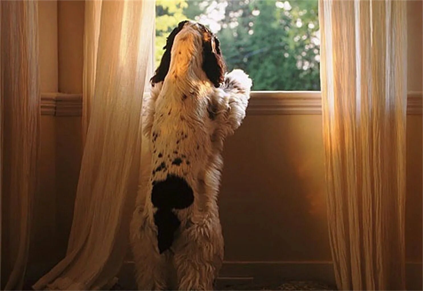За дверью тревожно залаяла собака текст. Собака в окне. Пес ждет хозяина. Собака воет. Собака ждет у окна.