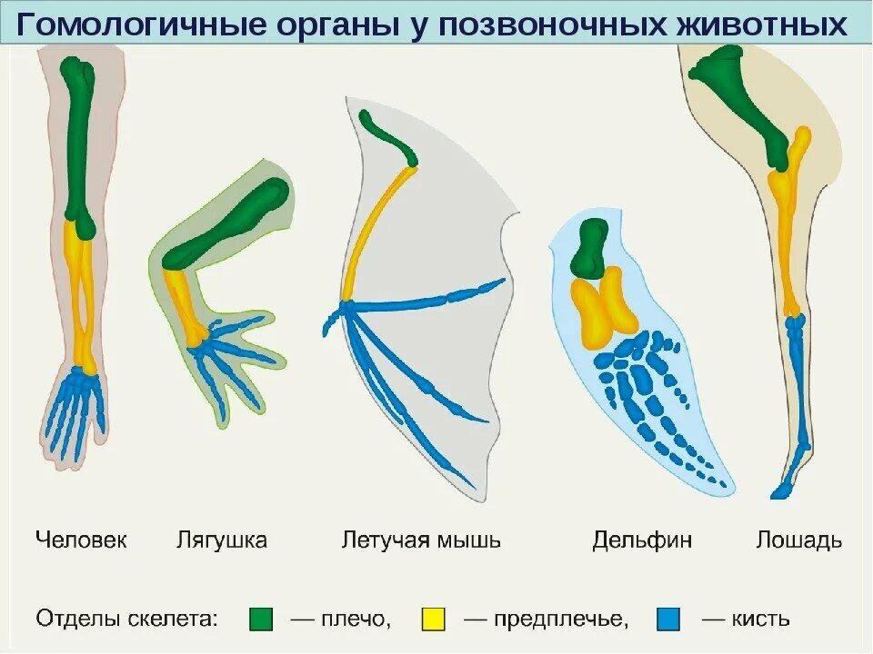 Передние конечности крота и ласты кита. Гомологичные органы конечности позвоночных. Примеры гомологичных органов у животных. Гомологичные и аналогичные органы животных. Гомологичные органы конечности у животных.