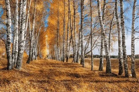 Желтою резьбой блестят в лазури голубой