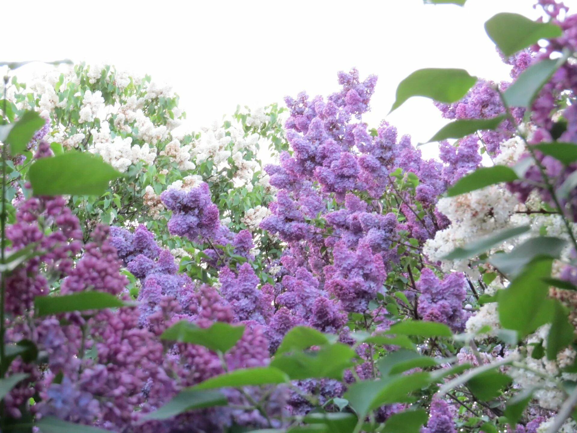 Цветущий куст сирени. Сирень сиреневая куст. Сирень Кавур. Сирень фиолетовая куст.