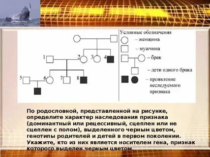Родословная доминантный и рецессивный признак