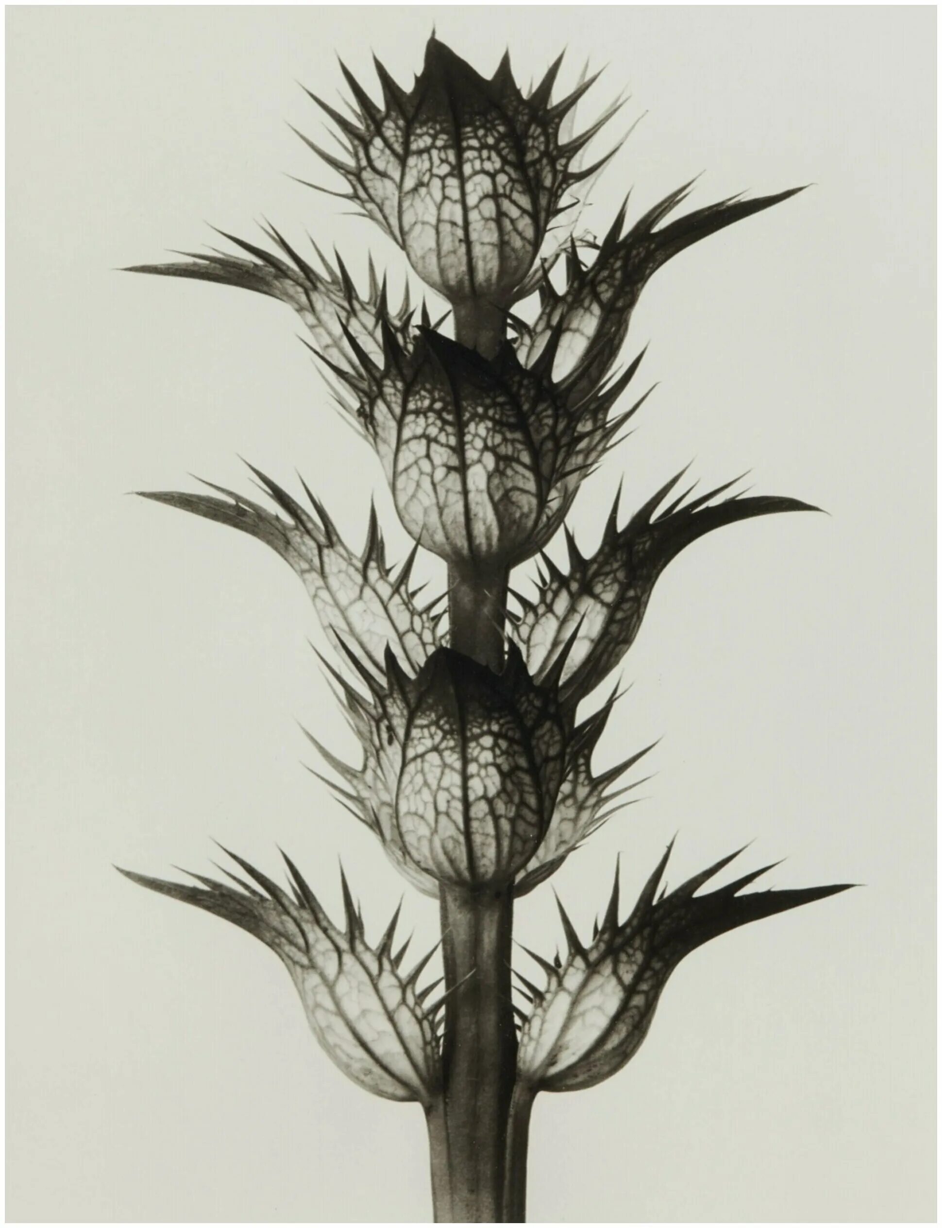 Дарк соулс 3 превращение в дракона. Дарк соулс первые драконы. Dark souls 3 dragon form. Devil may cry 5 vergil devil trigger концепт арт. Данте демоническая форма.