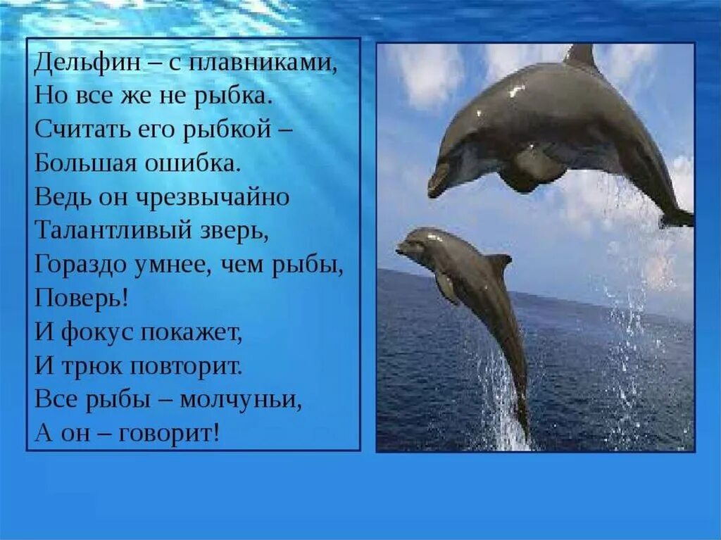 Киты и дельфины относятся к земноводным