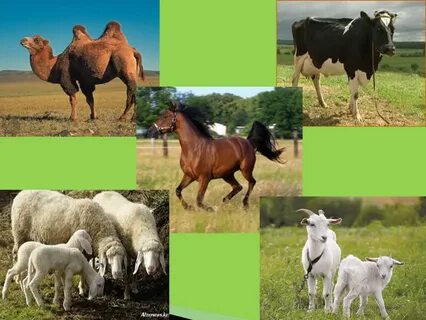 Әйелдердегі аяқтар арасындағы шаштар