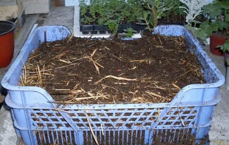 Калифорния биогумус. Биогумус калифорнийские черви. Вермиферма гумус. Ферма для червей для биогумуса. Калифорнийский червь вермиферма.