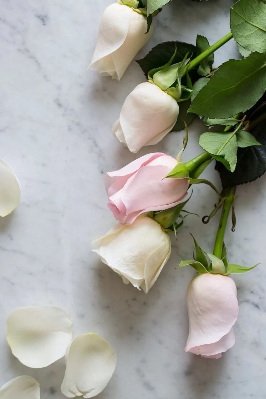 Лепестками белых роз. Нежный бутон розы. Лепестки роз. Цветы лежат. Цветы с белыми бутонами.