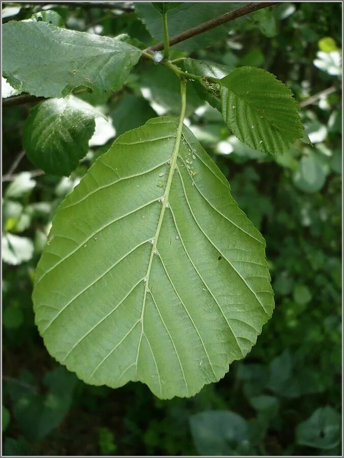Alnus glutinosa. Ольха черная (Alnus glutinosa). Ольха бородатая. Ольха дерево листья.