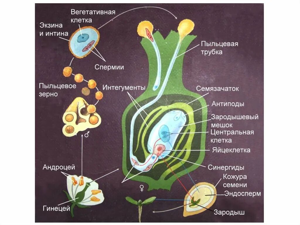 В результате образуется из завязи. Оплодотворение покрытосеменных растений схема. Механизм двойного оплодотворения у цветковых растений. Яйцеклетка покрытосеменных растений функции. Вегетативная клетка пыльцевое зерно зародышевый мешок.