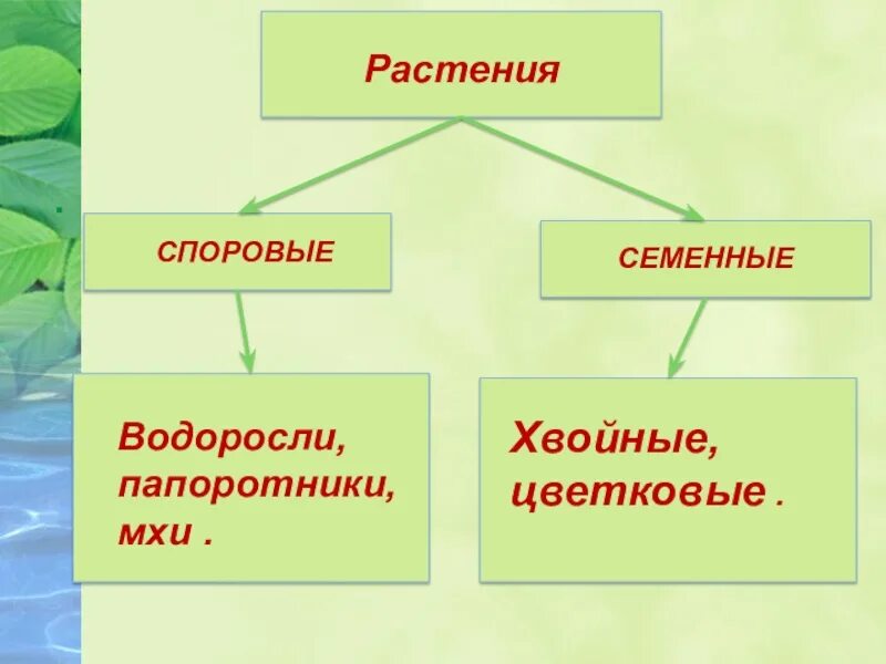 Споровые и семенные растения. Цветковые и споровые растения. Сопроаые растения сессенные пастения. Споровые растения семенные растения. Семенные растения примеры организмов