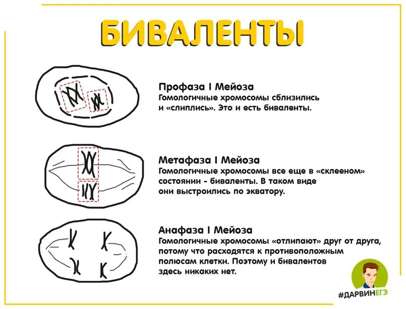 Образуются биваленты. Биваленты. биваленты в мейозе это. биваленты и гомологичные хромосомы. биваленты в мейозе 1.