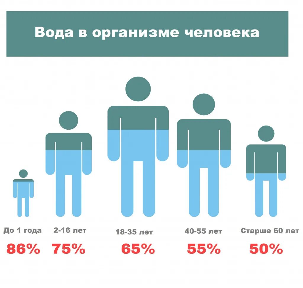 Вода в организме человека. Ода в организме человека.. Вода в теле человека. Вода в человеческом организме.