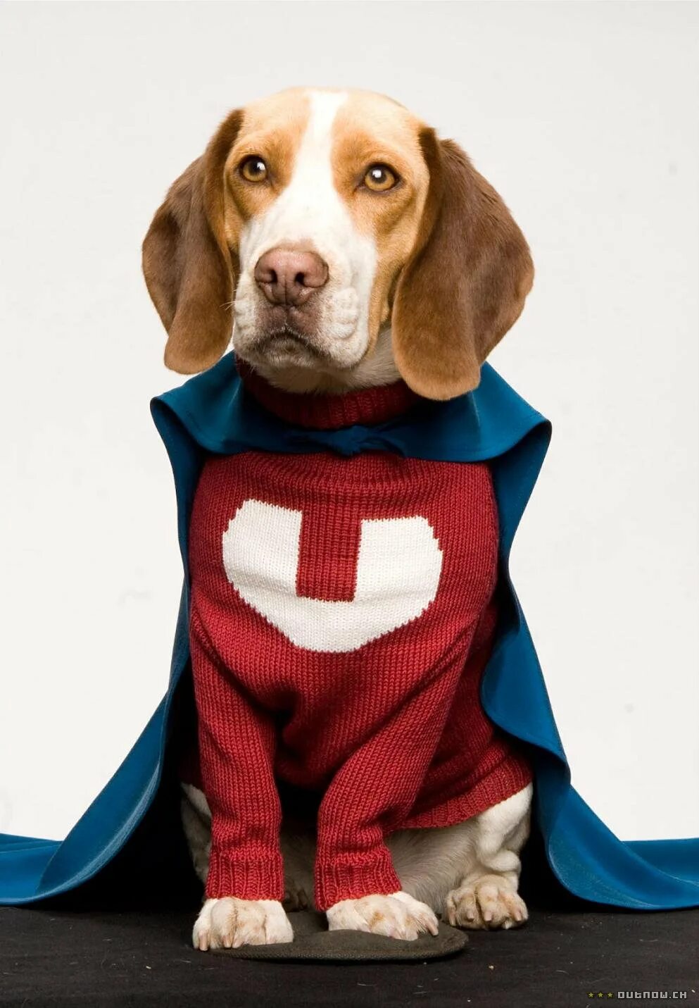 Про супер собаку. Бигль суперпес. Бигль суперпес. Люди в костюме собачки save the dog. Про супер собаку.