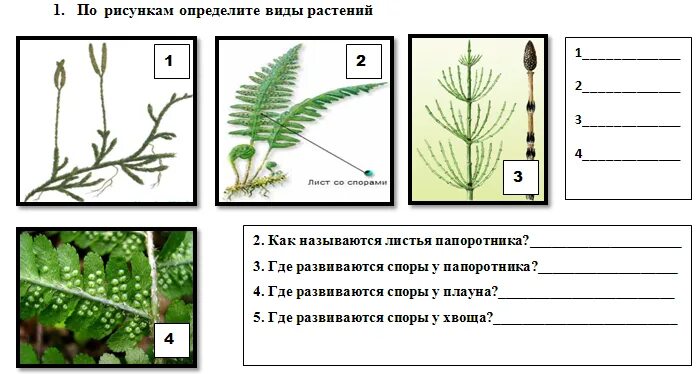 Тест биология мхи. Моховидные, плауны, хвощи, папоротники .. Плауны хвощи папоротники размножение. Плауны хвощи папоротники задания. Строение папоротника биология.